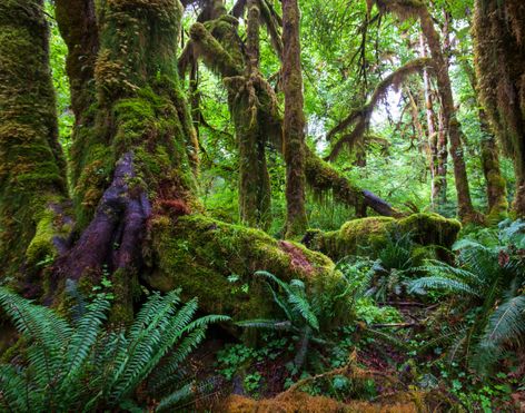 jungle syd amerika peru massiv træ med kæmpe rødder ceremoniel cacao